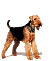 Airedale_Ani